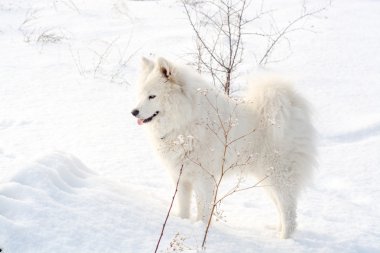 Samoyed beyaz köpek üstünde kar