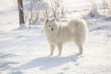 Beyaz köpek Samoyed oyun karda