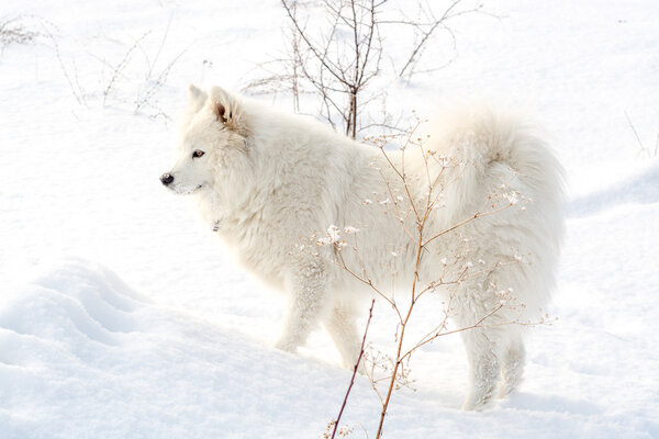 Samoyed white dog pet on snow, winter outdoor
