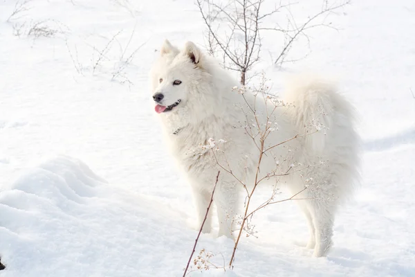 Samoyedo perro blanco en la nieve —  Fotos de Stock