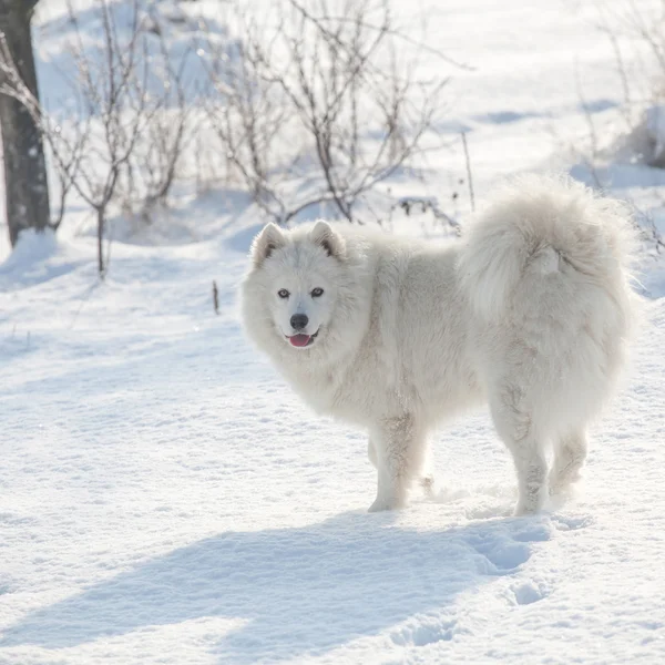 Blanco perro samoyed jugar en la nieve —  Fotos de Stock