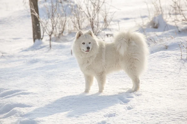 Blanco perro samoyed jugar en la nieve —  Fotos de Stock