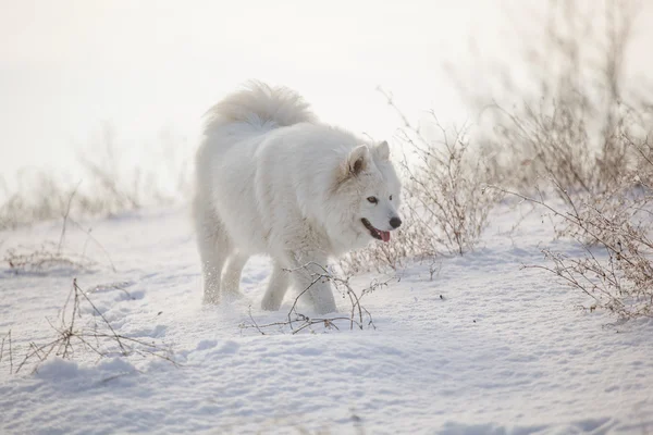 Blanco perro samoyed jugar en la nieve —  Fotos de Stock