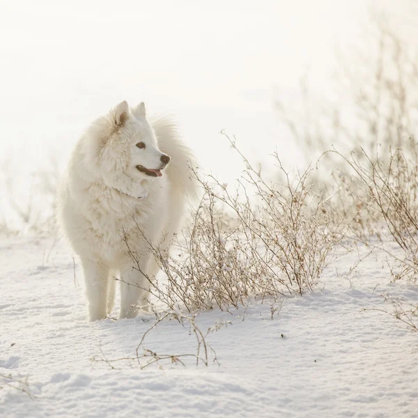 Blanco perro samoyed jugar en la nieve —  Fotos de Stock