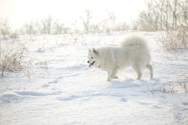 Blanco perro samoyed jugar en la nieve —  Fotos de Stock