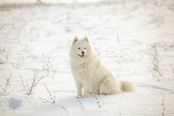 Blanco perro samoyed jugar en la nieve —  Fotos de Stock