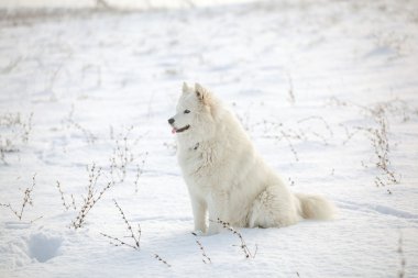 Beyaz köpek Samoyed oyun karda