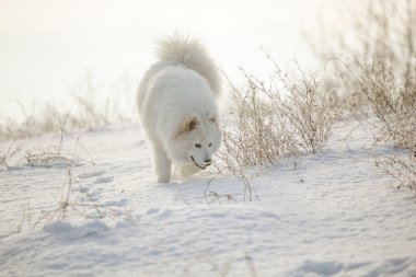 Beyaz köpek Samoyed oyun karda