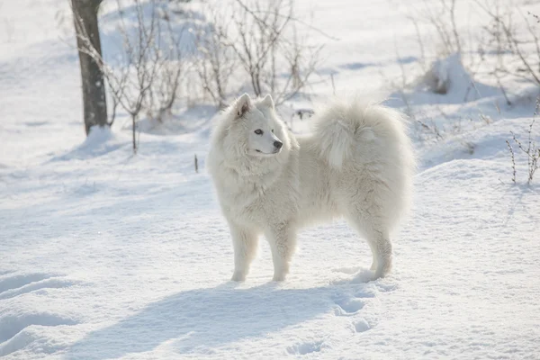 Blanco perro samoyed jugar en la nieve —  Fotos de Stock