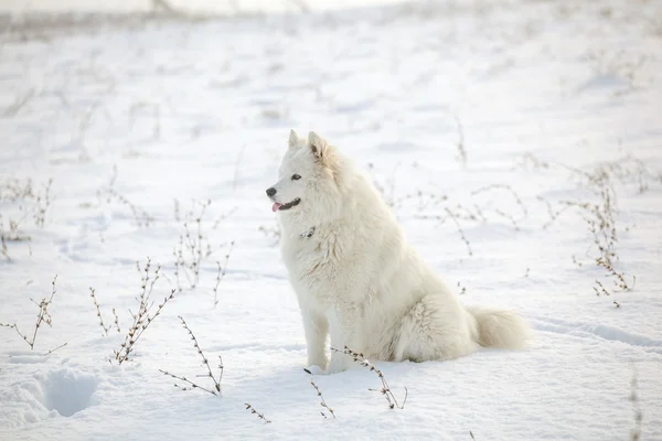 White dog Samoyed play on snow — Stock Photo, Image