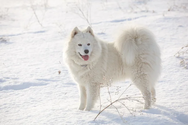 Blanco perro samoyed jugar en la nieve —  Fotos de Stock