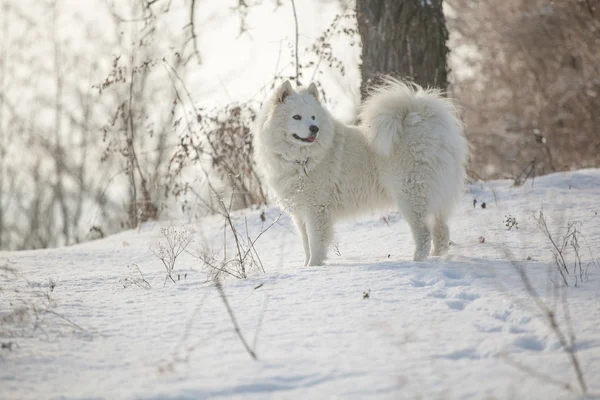 Blanco perro samoyed jugar en la nieve —  Fotos de Stock