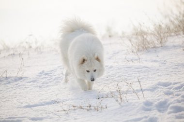 Beyaz köpek Samoyed oyun karda