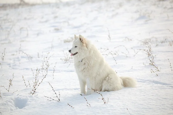 Blanco perro samoyed jugar en la nieve —  Fotos de Stock