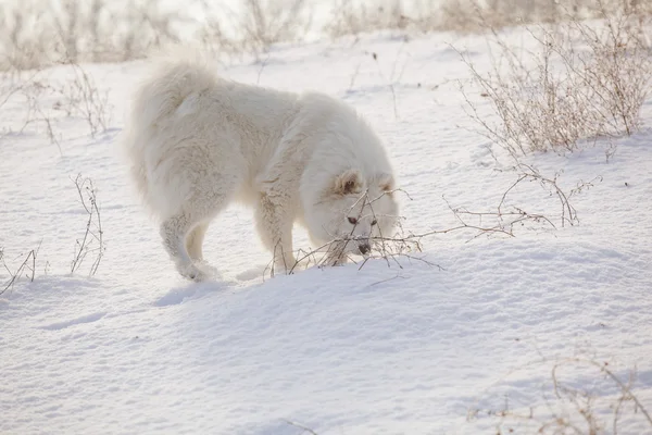 Blanco perro samoyed jugar en la nieve —  Fotos de Stock