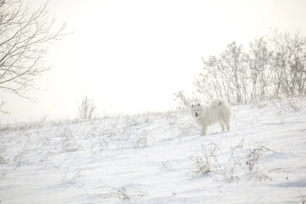 Blanco perro samoyed jugar en la nieve —  Fotos de Stock