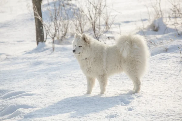 Blanco perro samoyed jugar en la nieve —  Fotos de Stock