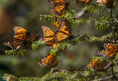 Monarch kelebek geçiş