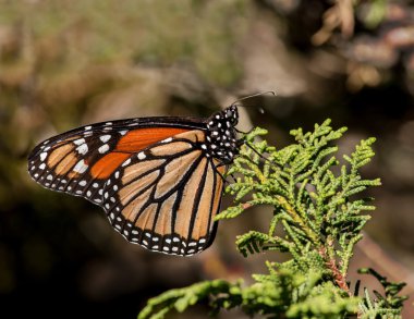 Monarch kelebek yakın çekim