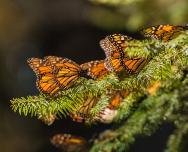 Monarch kelebek geçiş