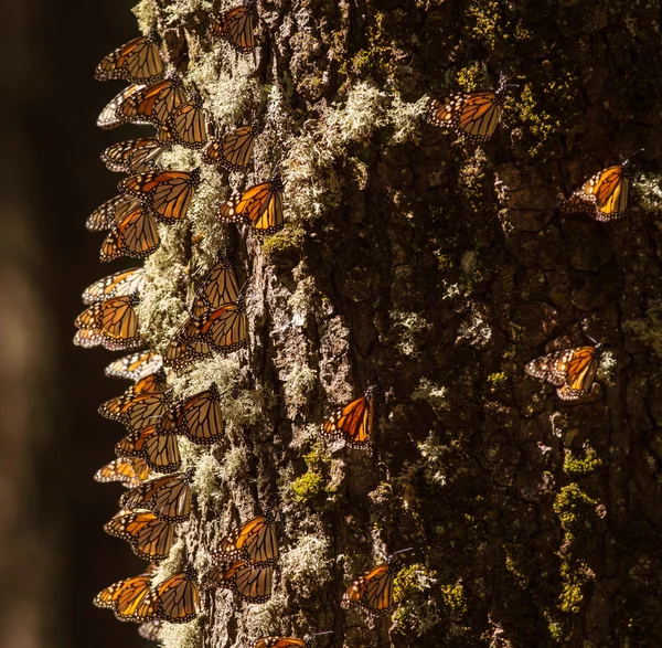 Farfalla monarca sul tronco d'albero — Foto Stock