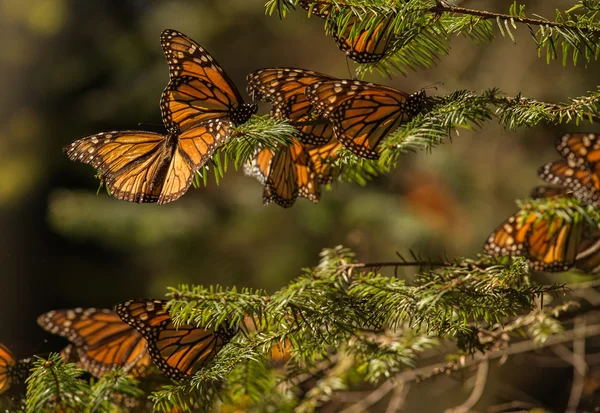 Monarch motýl migrace — Stock fotografie