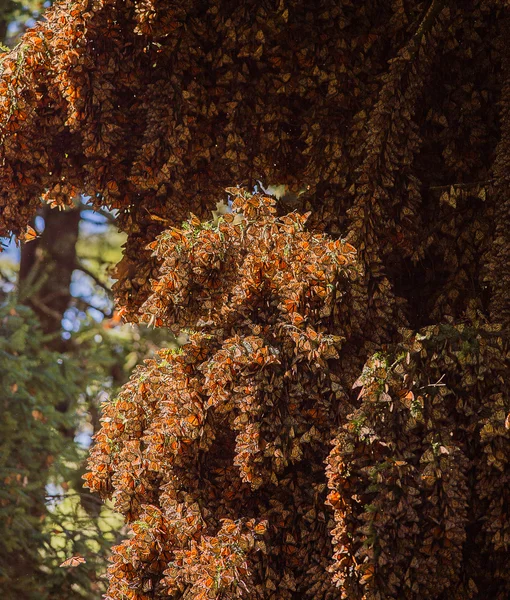 Monarch kelebek geçiş