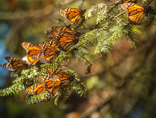 Monarch kelebek geçiş