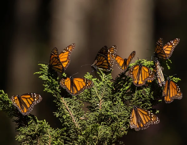 Migration du papillon monarque — Photo