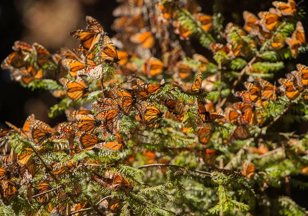 Migration der Monarchfalter — Stockfoto