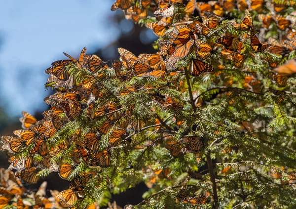 Monarch kelebek geçiş