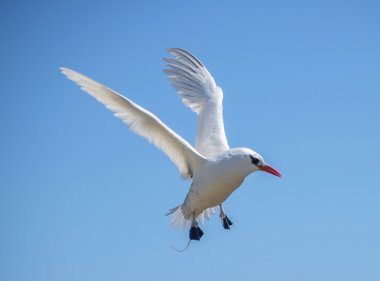 Gökyüzünde uçan kırmızı tropik kuş