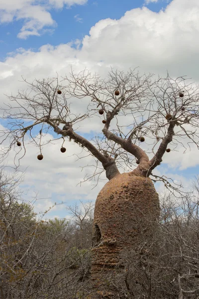 Baobab árbol con frutas — Foto de Stock