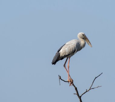 Asya openbill, Milli Parkı Khana, Hindistan