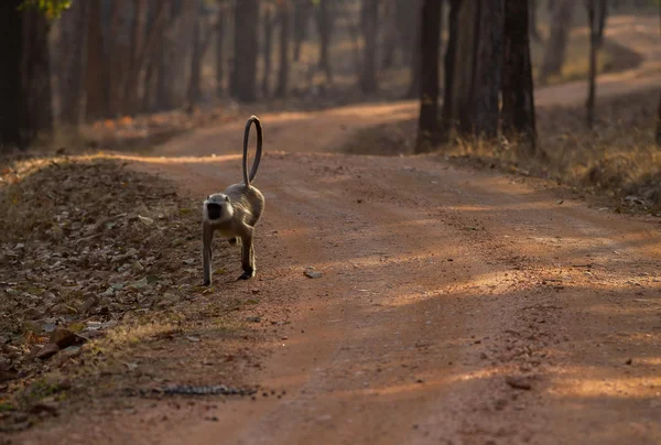 Langur gris en el bosque, parque nacional Khana, India — Foto de Stock