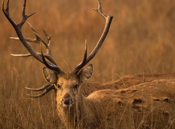 Bataklık geyiği Milli Park Khana, Hindistan