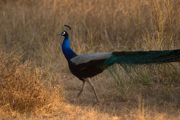 孔雀在野外，国家公园卡纳印度 — 图库照片