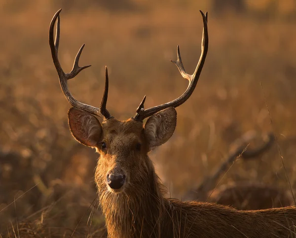 Ciervo del pantano en el parque nacional Khana, India — Foto de Stock