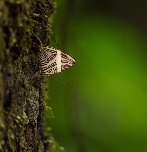 Mosaik-Schmetterling, colobura dirce, Mexiko — Stockfoto