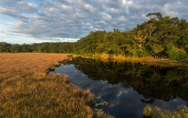 Lago da floresta no México — Fotografia de Stock