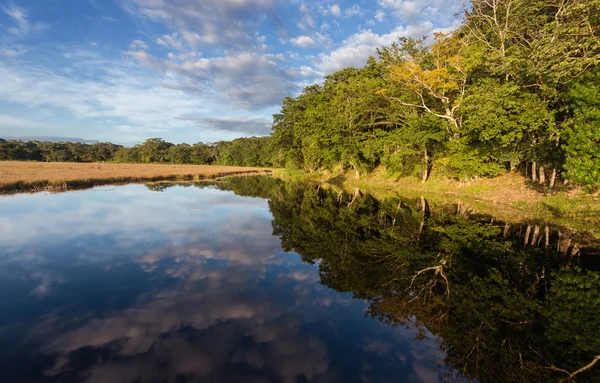 Akşam ışığı orman gölde yansıması