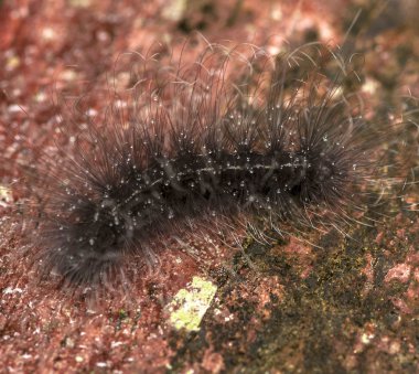 Yağmur damlaları ile bir ağaç kabuğu üzerinde kürklü tırtıl