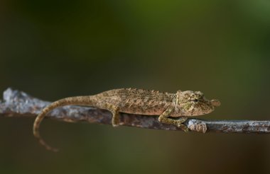 Little chameleon on the branches of a tree clipart