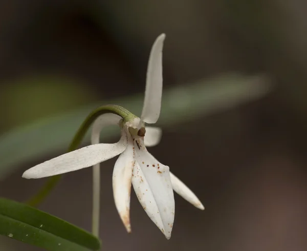 Madascar barátait wild orchid — Stock Fotó