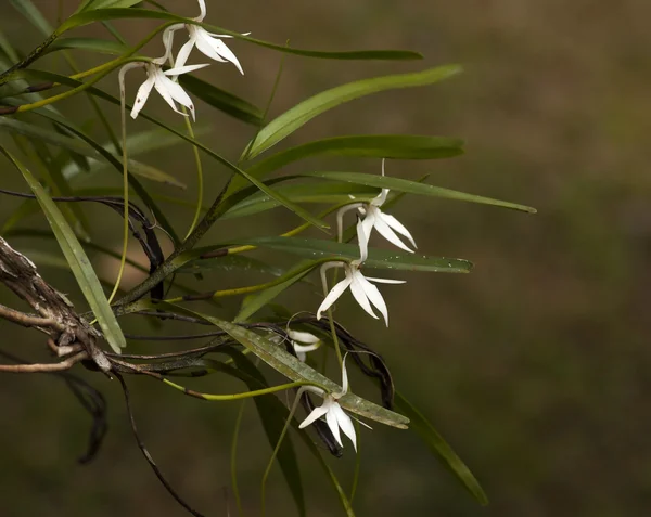 Madascar barátait wild orchid — Stock Fotó