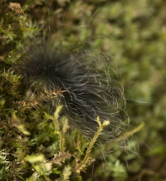 Pelzige Raupe auf Moos — Stockfoto