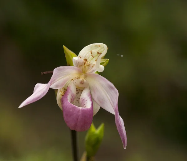 Orchidea pantofola della signora Foto Stock Royalty Free