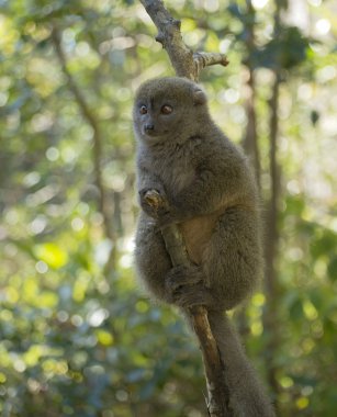 Bamboo lemur clipart