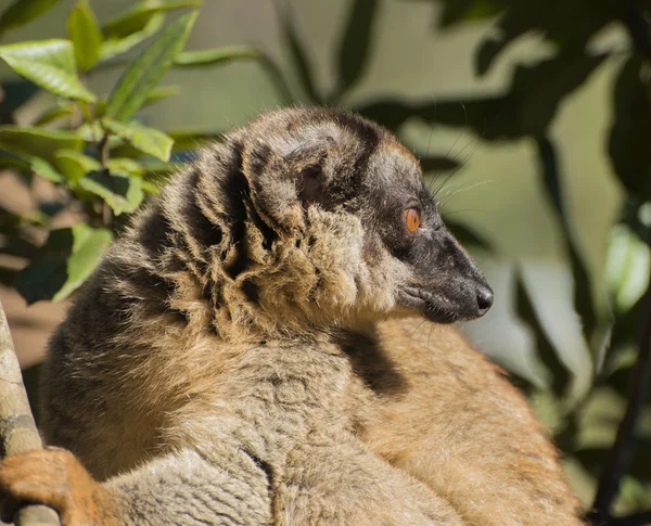 Almindeligt brunt lemur - Stock-foto