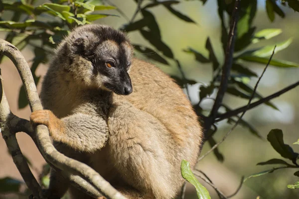 Сommon brown lemur — Stock Photo, Image